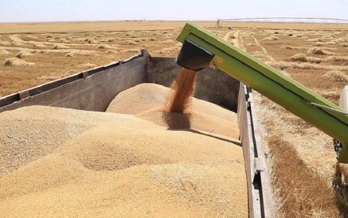التجارة تعلن انتهاء موسم تسويق الحنطة في 10 محافظات واستمرار الاستلام في الشمال والغرب 