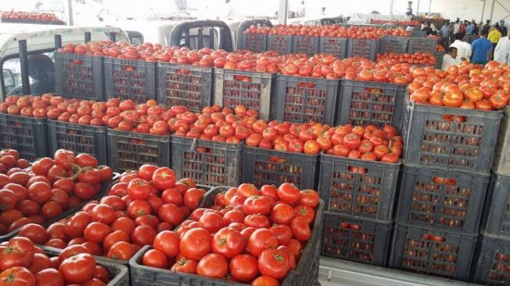 العراق يوقف استيراد الطماطم عبر جميع المنافذ الحدودية دعماً للمنتج المحلي 